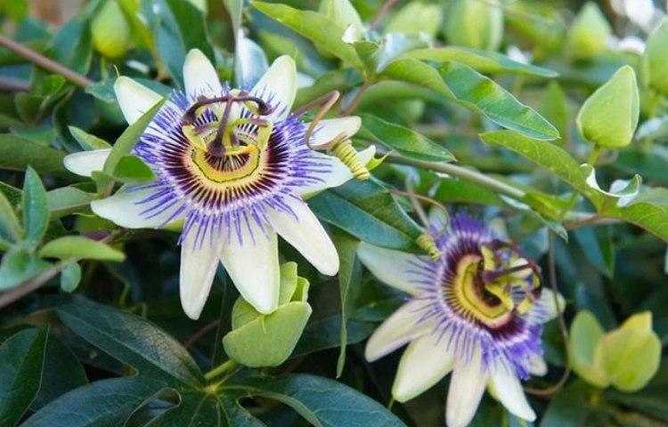 Lạc Tiên (Passiflora foetida L.)